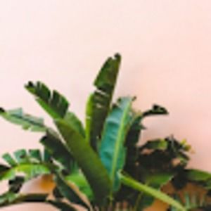 Meet your Posher, Kacey-ann